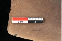 Foto (Detailansicht) von Typha latissima Braun (NHMW-GEO-2024-0188-0433)